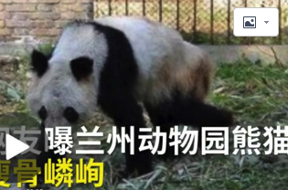 熊猫瘦成皮包骨，繁殖后代也用上了人工授精？